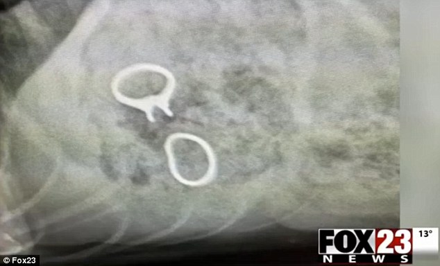 Baubles in the belly: Stephanie Lamb's Labrador landed in the hospital after wolfing down her owner's wedding band and engagement ring (pictured on X-ray) 