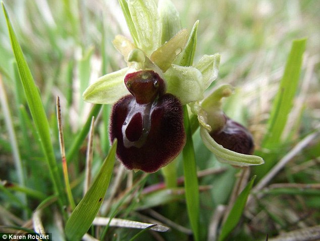 They found that warmer springs cause orchids to flower earlier. But this does not correspond exactly with the earlier flying of the bees. Pictured is the Early Spider Orchid (Ophrys sphegodes)
