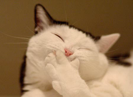 Funny Kitty Belch