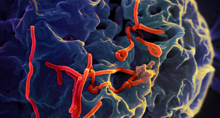 Ebola viruses (red) grow from the surface of a monkey cell (blue) in this scanning electron micrograph. Containing the virus has been difficult in West Africa, but some countries are on their way toward becoming Ebola-free. 