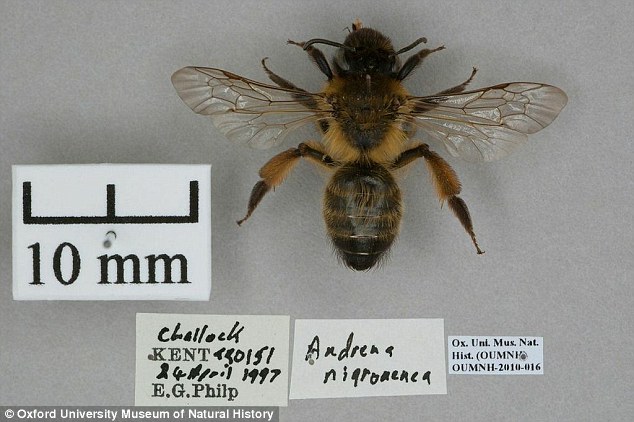 Researchers studied long-term trends in historical records dating back to 1848. Records of a solitary bee (Andrena nigroaenea, shown) from museum specimens were compared with those of the flowering time of the Early Spider Orchid (Ophrys sphegodes) and Met Office climate records