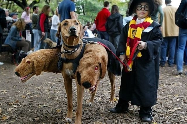Halloween costumes for pets