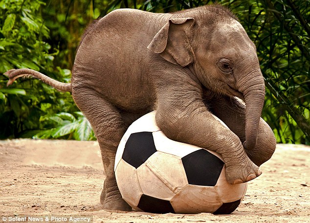 pelephant1 On me trunk son: Baby Pele phant shows off his silky ball skills